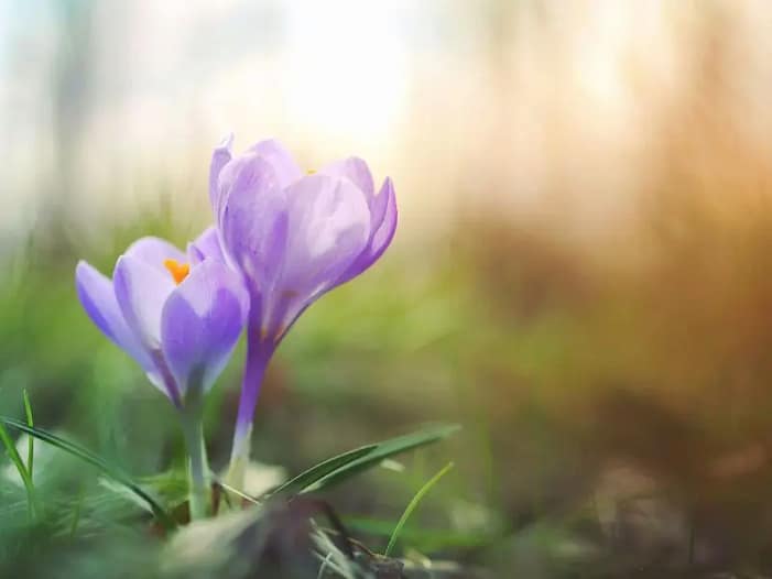 Ostara Symbolik - Krokusse als Zeichen des Neubeginns Lila Krokusse im warmen Frühlingslicht als Symbol für Neubeginn und Erwachen der Natur