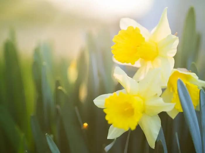 Ostara und Tagundnachtgleiche - Narzissen im Frühlingslicht Leuchtend gelbe Narzissen im weichen Frühlingslicht als Sinnbild für Ostara und das zunehmende Licht