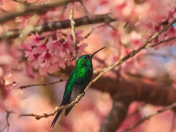 Grüner Kolibri sitzt auf Zweig zwischen rosa Blüten - ganz bei sich und im eigenen Leben Grüner Kolibri sitzt ruhig auf einem Zweig zwischen rosa Kirschblüten - Symbol dafür, das eigene Leben zu leben und den eigenen Weg