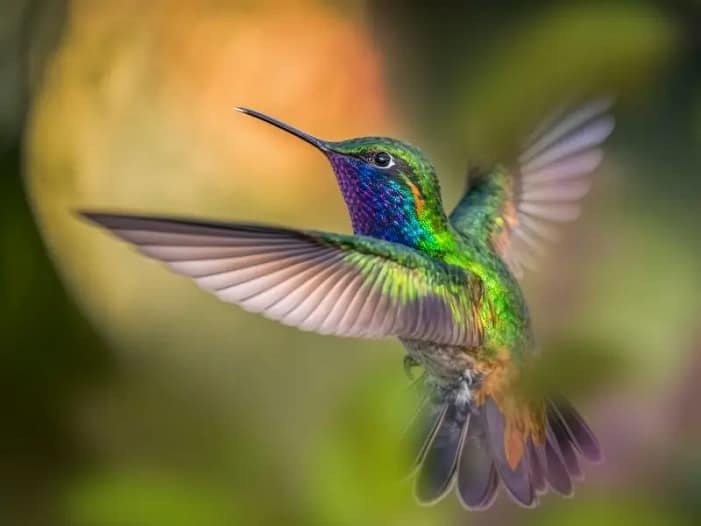 Kolibri schwebt frei in der Luft - in der eigenen Energie wirken Schillernder Kolibri schwebt frei in der Luft mit ausgebreiteten Flügeln - Symbol dafür, in der eigenen Energie zu sein und den eigenen Weg zu gehen