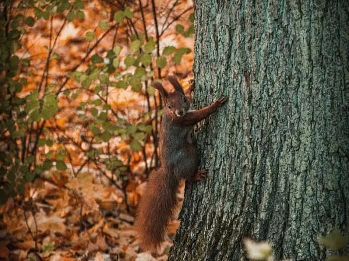 Eichhörnchen sammelt Vorräte für den Herbst Eichhörnchen klettert an einem Baumstamm