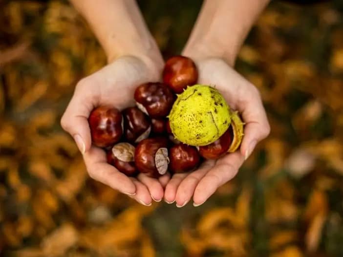 Kastanien als Symbol für Ernte und Dankbarkeit Hände halten Kastanien über herbstlichem Laub