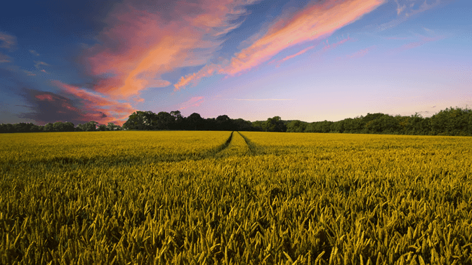 seelenguide-newsletter-anmeldung-getreidefeld-sonnenuntergang Weites goldenes Getreidefeld bei Sonnenuntergang unter blauem Himmel mit rosa Wolken - Symbol für Ruhe, Erdung und Naturverbundenheit