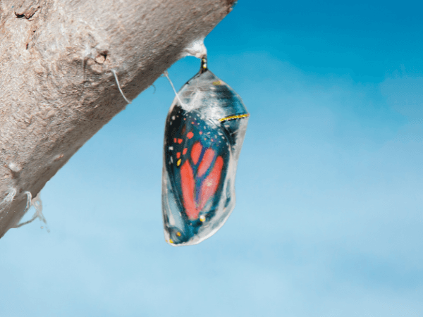 Ein einzelner Kokon hängt an einem Blatt, noch geschlossen, als Symbol für Anpassung, Zurückhaltung und ungenutztes Potenzial.