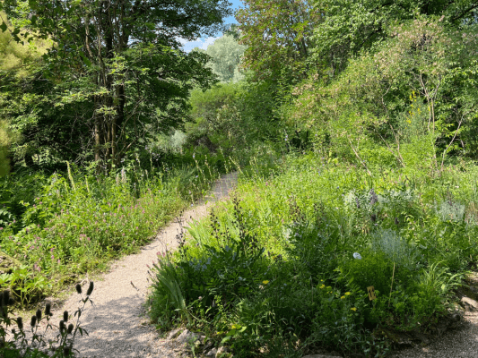 Ein schmaler, grüner Pfad führt durch Bäume in warmes Licht – symbolisch für den Weg in den SeelengartenEin schmaler, grüner Pfad führt durch Bäume in warmes Licht – symbolisch für den Weg in den Seelengarten