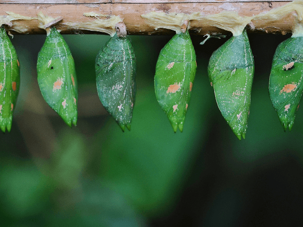 Eine Reihe grüner Kokons hängt an einem Ast, ein Sinnbild für gesellschaftliche und familiäre Prägung