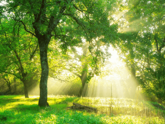 Weiche Sonnenstrahlen durchfluten einen stillen Garten voller Bäume und laden dazu ein, ganz anzukommen, durchzuatmen und innere Ruhe zu finden