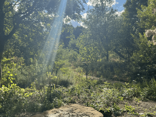 Ein klarer Sonnenstrahl trifft auf einen moosbedeckten Stein inmitten eines üppigen Gartens – ein stiller Ort der Erdung, Kraft und inneren Ruhe