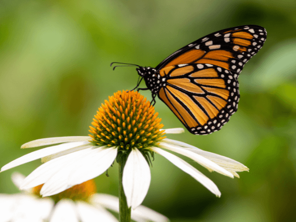 Ein wunderschöner Schmetterling sitzt auf einer bunten Blüte, vollkommen frei und authentisch