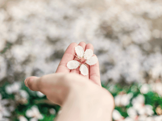 Eine geöffnete Hand hält eine helle Blüte – Symbol für Offenheit, Botschaft und das Empfangen von innerer Weisheit und Ruhe