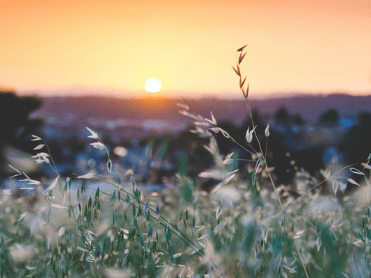 Zarte Gräser im Licht des Sonnenaufgangs – ein stilles Bild für Rückkehr, Neubeginn und das Mitnehmen innerer Ruhe aus dem Seelengarten