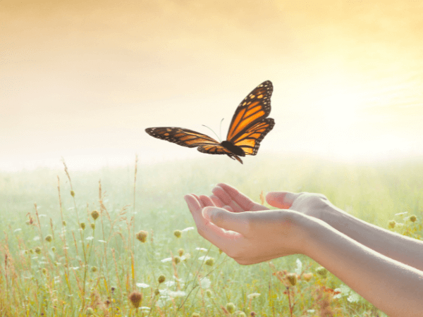 Ein Schmetterling wird sanft aus zwei Händen in die Freiheit entlassen