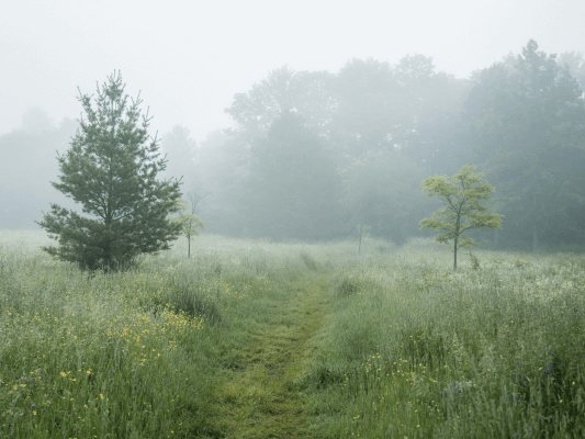 Ein schmaler Pfad führt durch eine neblige Wiese in Richtung Wald – Sinnbild für eine Akasha Seelenreise ins Unbekannte