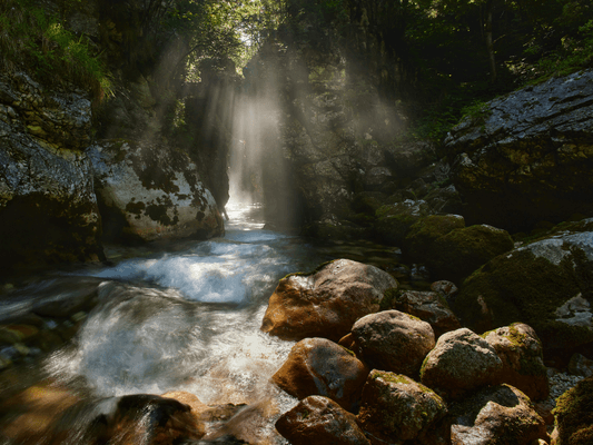Licht fällt durch Bäume auf einen ruhigen Fluss - Symbol für Öffnung und intuitive Seelenführung