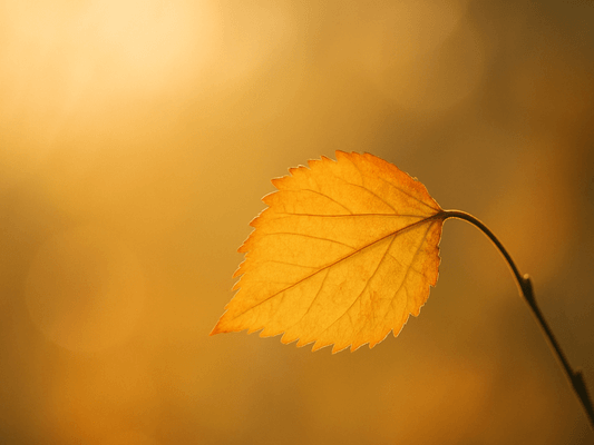 Ein einzelnes Blatt im goldenen Licht - Sinnbild für ein zartes Innehalten und leise Führung