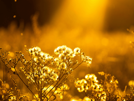 Goldene Pflanzen im Abendlicht - Symbol für die Weichheit und Tiefe der AKASHA Seelenreise