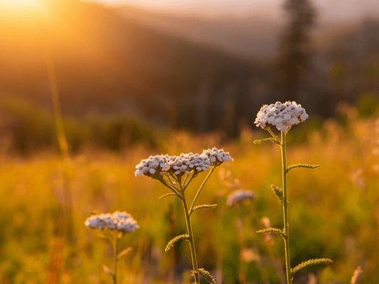 Goldene Gräser im Licht - Symbol für leuchtende Orte der Erinnerung und innerer Ankunft
