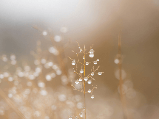 Gräser mit Tautropfen im Morgenlicht -Symbol für feines Lauschen und Selbstbeobachtung