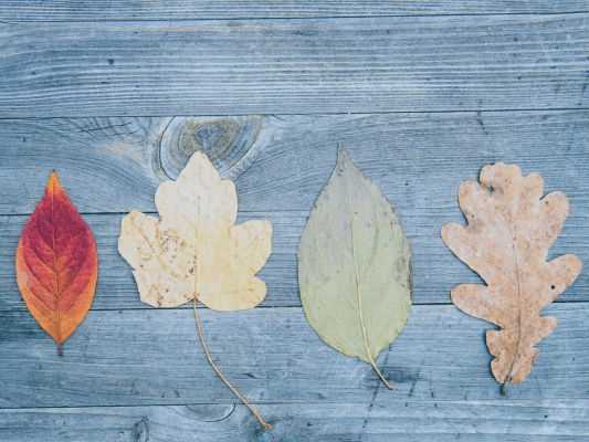 Vier verschiedene Herbstblätter auf Holz - Symbol für Vielfalt, Individualität und Zugehörigkeit