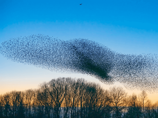 Starenschwarm in Bewegung - viele individuelle Stimmen, ein lebendiges Feld