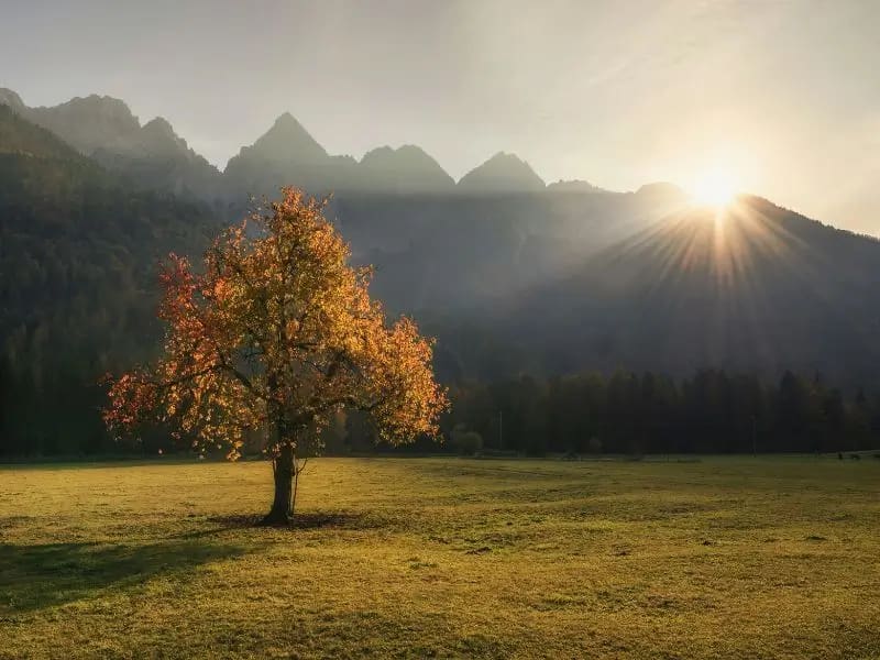 Ein einzelner Baum im Licht des Sonnenaufgangs - Sinnbild für Erdung, Wachstum und Bewusstsein in der AKASHA Chronik