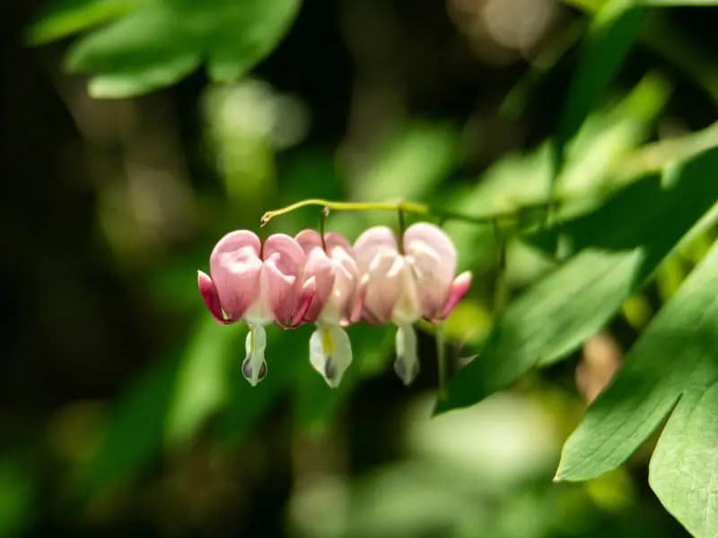 Zarte rosa Blüte - Tränendes Herz - im Licht - Symbol für die Herzverbindung als Erfahrung des Reisens in der AKASHA Chronik