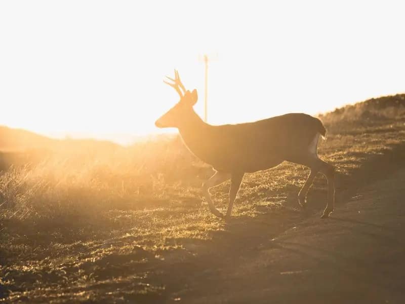 Hirsch im goldenen Licht - Symbol für Führung und archetypische Begegnung in der AKASHA Seelenchronik