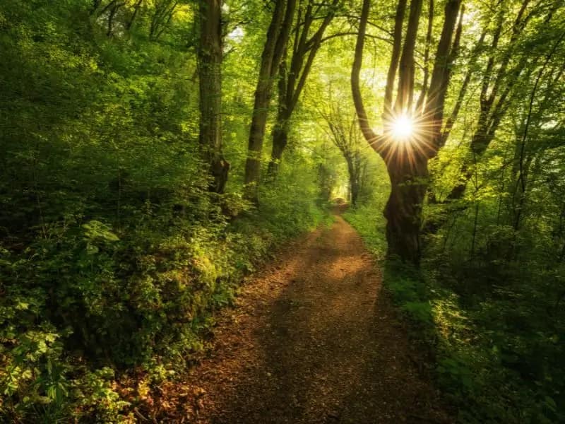 Sonnenlicht auf einem ruhigen Waldweg - ein Bild für erste Schritte, wenn ich nicht weiß, was ich will