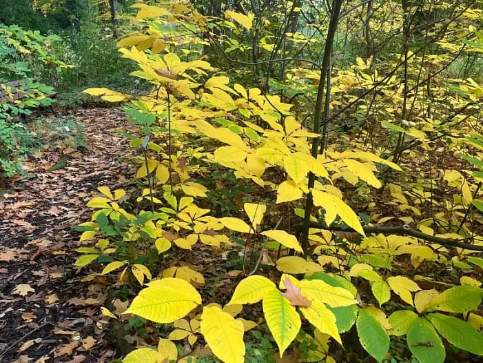 Weg mit buntem Herbstlaub im Oktober 2025 Rückblick auf den Oktober 2025 - Weg mit buntem Herbstlaub, der in den November führt