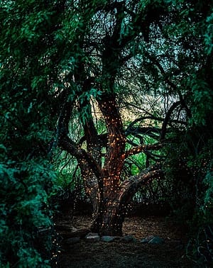 Magischer grüner Baum umrankt von Lichterkette