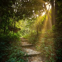 akasha-chronik-seelenreisen-lesung-verbundenheit-selbstfindung-staerkung-antworten-auf-lebensthemen-kraft Sonnenbeschienener Pfad durch den Wald